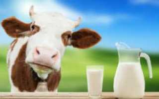 Можно ли давать коровье молоко грудным детям